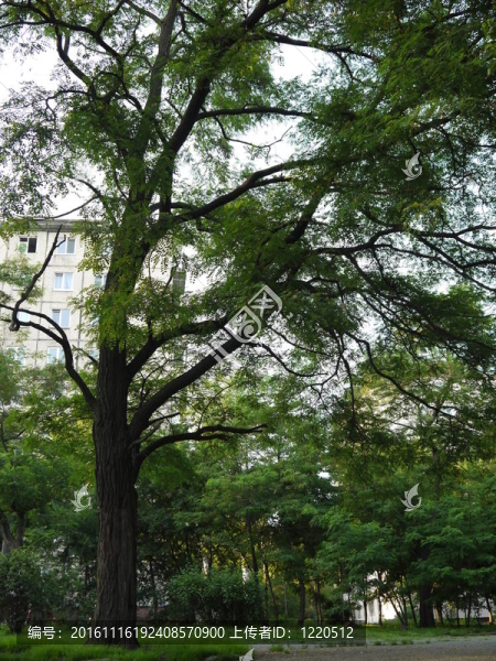 在公園的樹(shù)