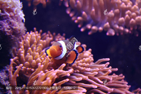 小丑魚