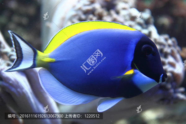 藍(lán)色的魚