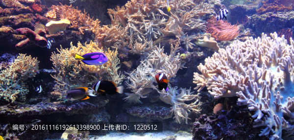 好的水族箱背景
