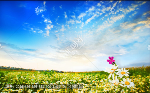 在草地上camomiles