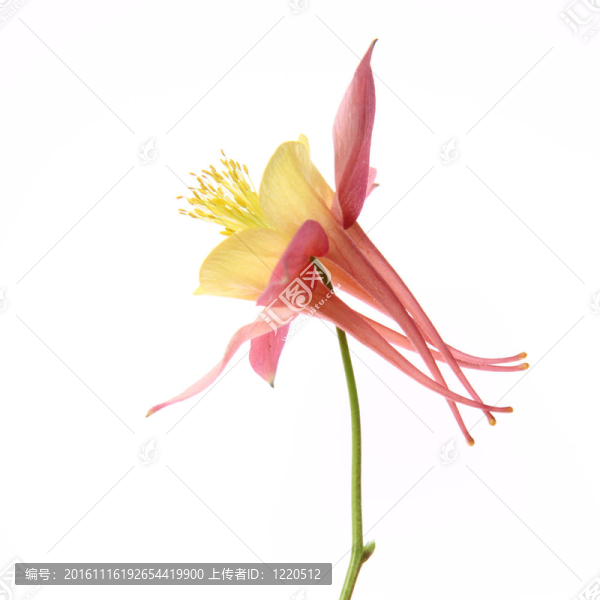 耬斗花