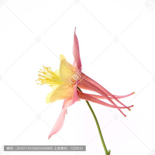 耬斗花-匯圖網(wǎng) www.fosd68.com 耬斗花