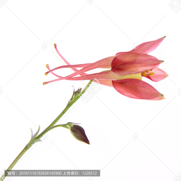 耬斗花