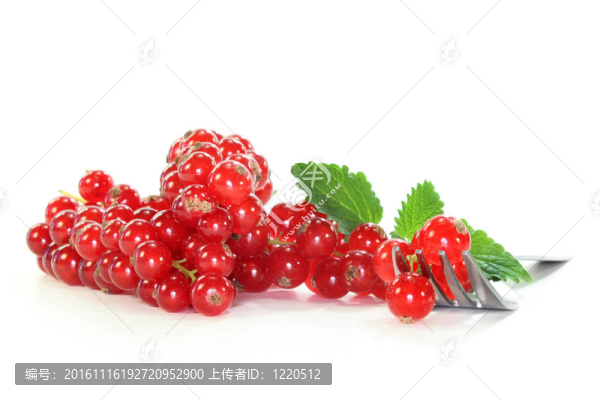 紅醋栗