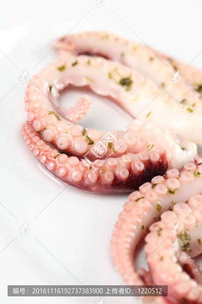 章魚