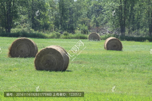 Hay,Bales（圓）