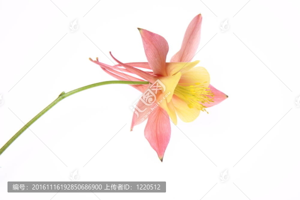 耬斗花