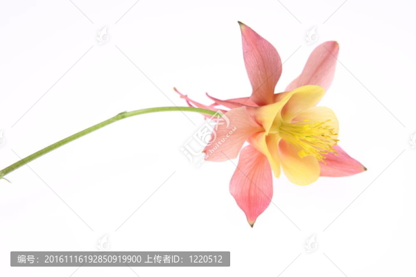 耬斗花
