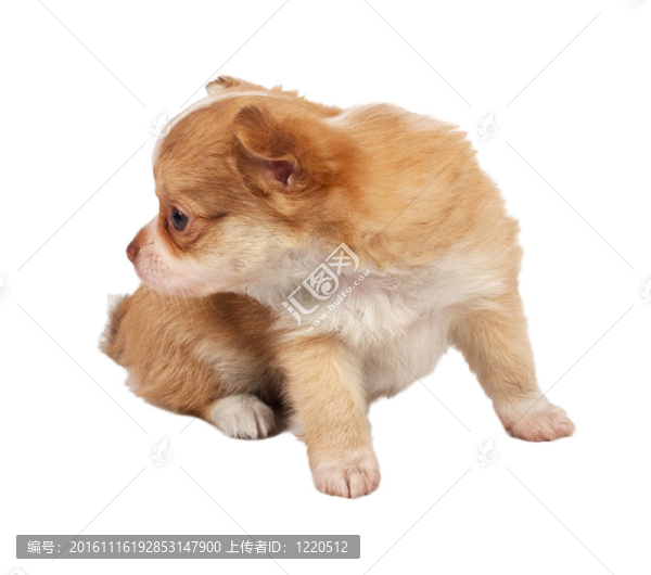 一個可愛的純種狗奇瓦瓦在白色背景前的肖像