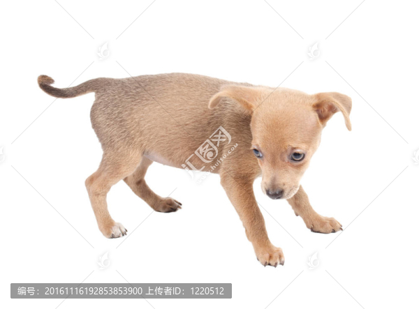 俄羅斯玩具獵犬在白色背景