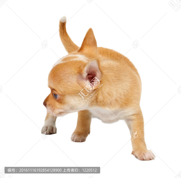 一個可愛的純種狗奇瓦瓦在白色背景前的肖像