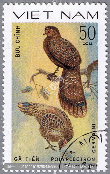 germains孔雀雉-匯圖網(wǎng) www.fosd68.com germains孔雀雉