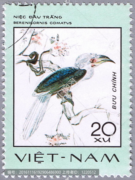 白冠犀鳥(niǎo)