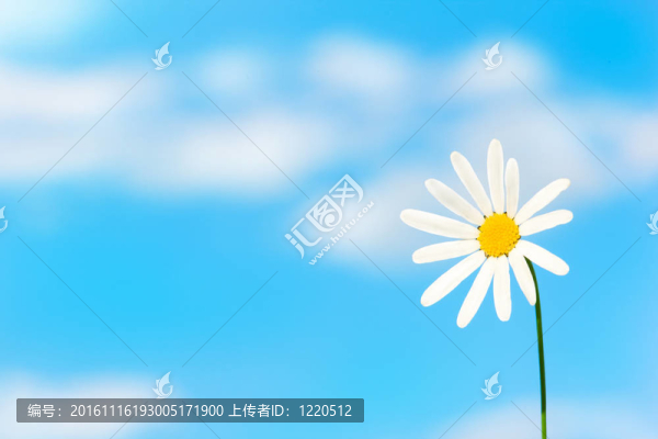 迷人的甘菊