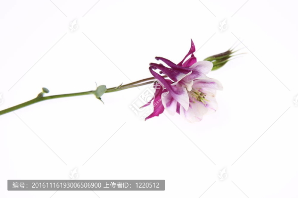 耬斗花