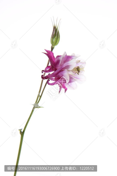 耬斗花