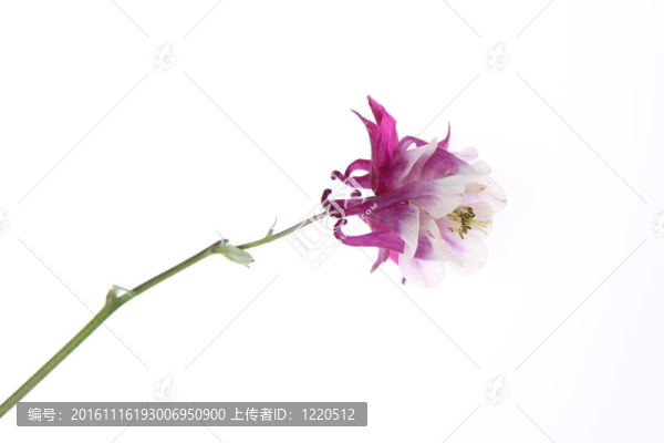 耬斗花