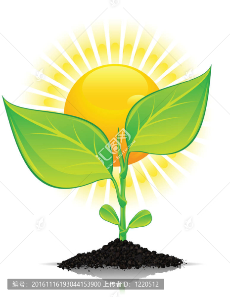 植物與水滴和太陽