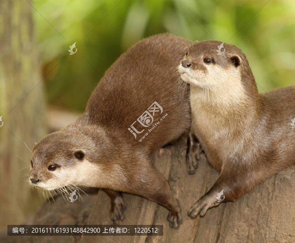 歐洲水獺