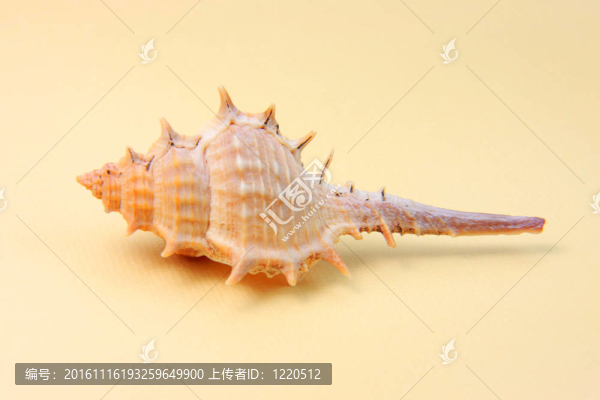在黃色背景上的貝殼
