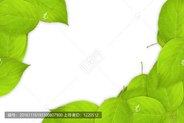 葉片框架