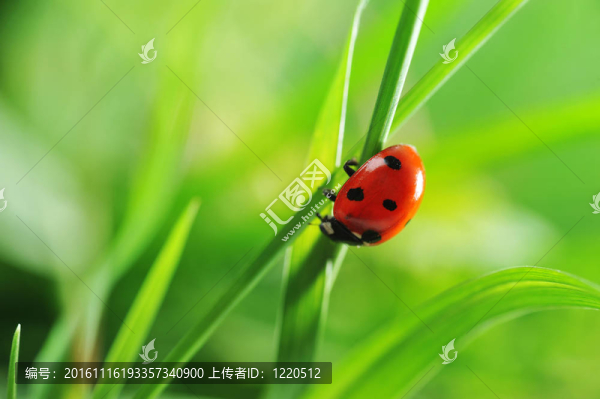 瓢蟲在草