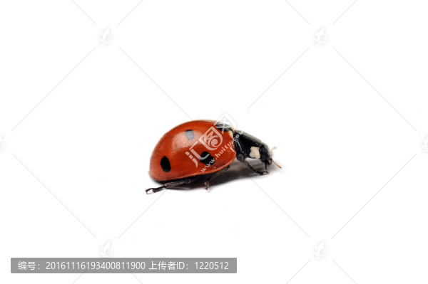 瓢蟲