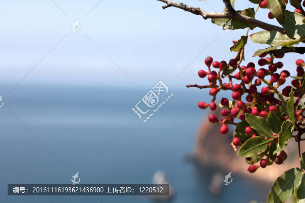 照片上有一個紅色漿果和綠色葉子的樹枝