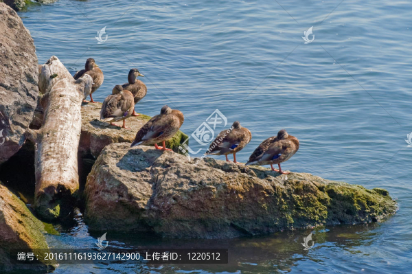 野鴨子-匯圖網(wǎng) www.fosd68.com 野鴨子