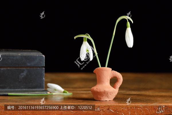 雪花蓮