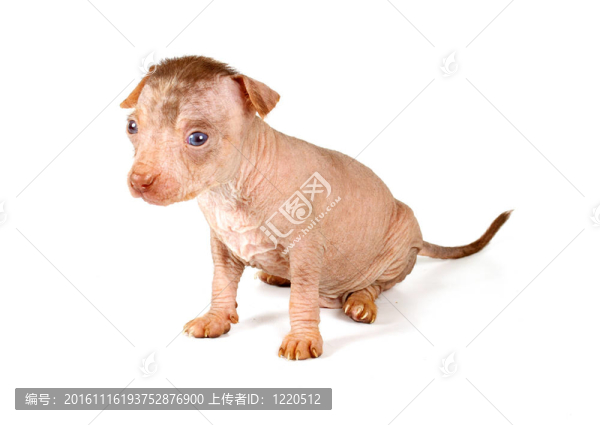 中國冠毛犬幼犬