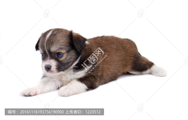 搞笑小狗奇瓦瓦的姿勢(shì)