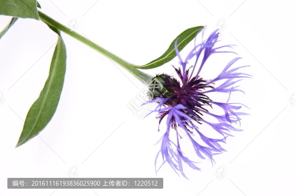 矢車菊
