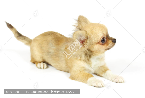 小奇瓦瓦的小狗