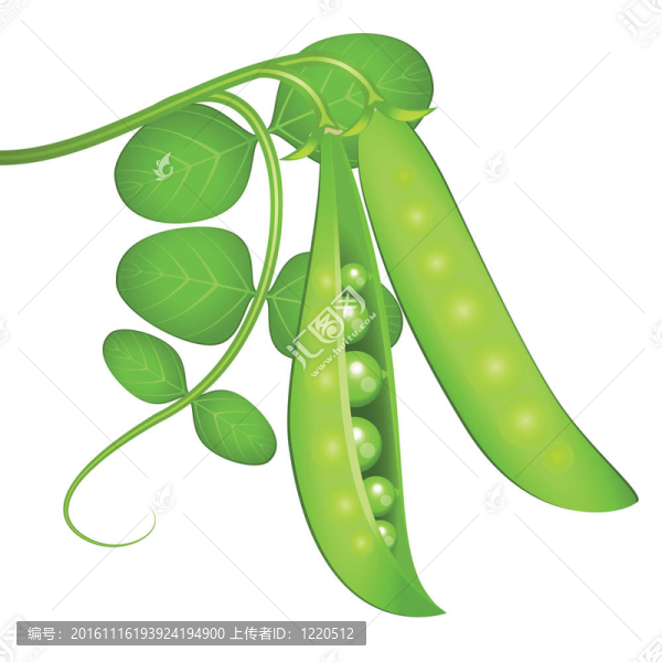 綠色的豌豆