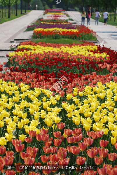 五顏六色的郁金香花圃行-城市公園