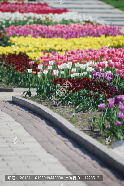五顏六色的郁金香花圃行-城市公園