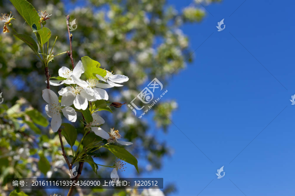 淡藍(lán)色背景蘋果花圖片