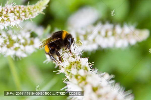 大黃蜂-匯圖網(wǎng) www.fosd68.com 大黃蜂