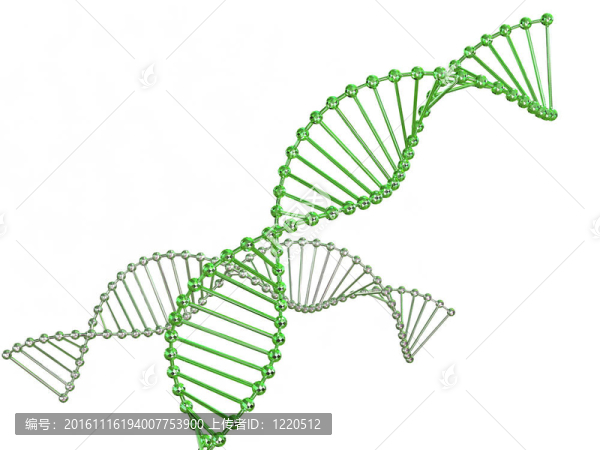 基因在DNA