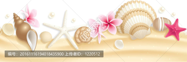 貝殼頭