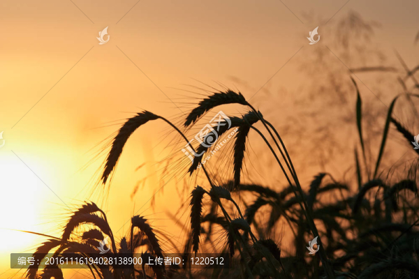 夕陽的天空的麥子的剪影
