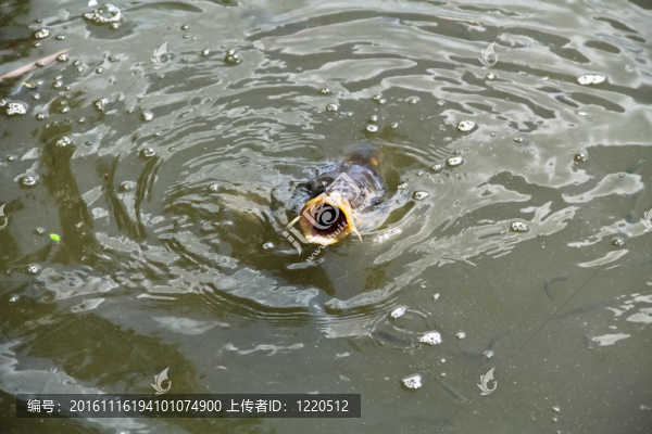 攻擊鯉魚