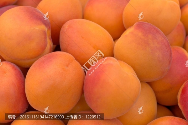 成熟的杏子