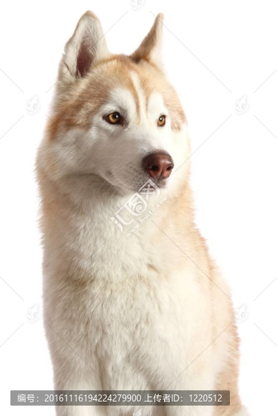 Husky,Dog的肖像