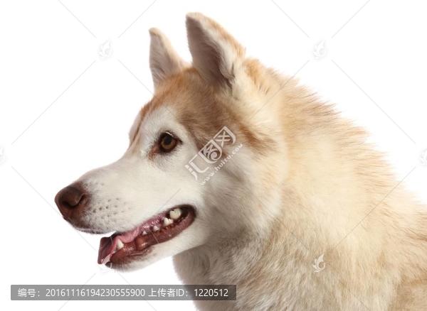 Husky,Dog的肖像