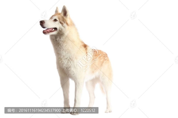 警覺的Husky,Dog