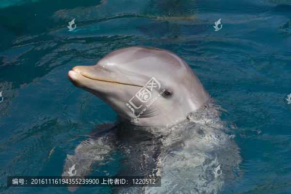 野生寬吻海豚（turisops海豚）