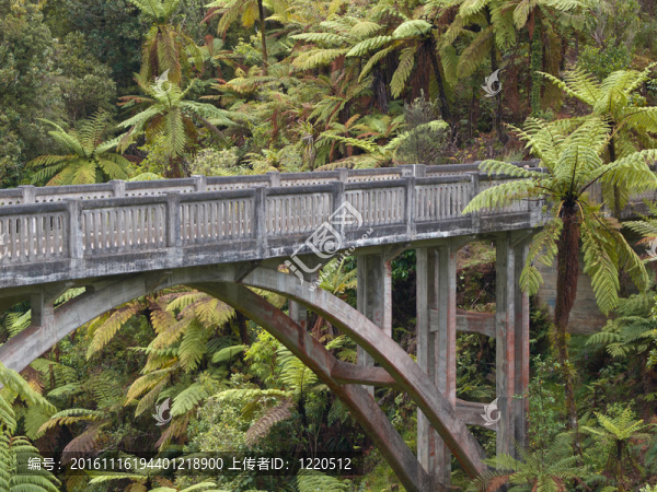孤獨(dú)的叢林橋